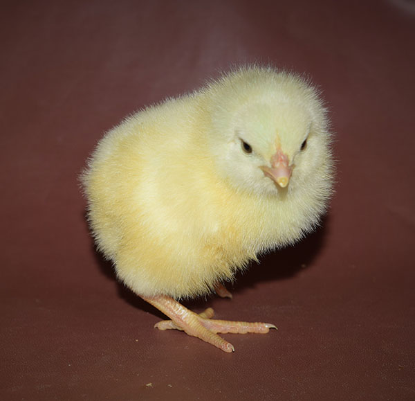 Non banded Broiler Chick